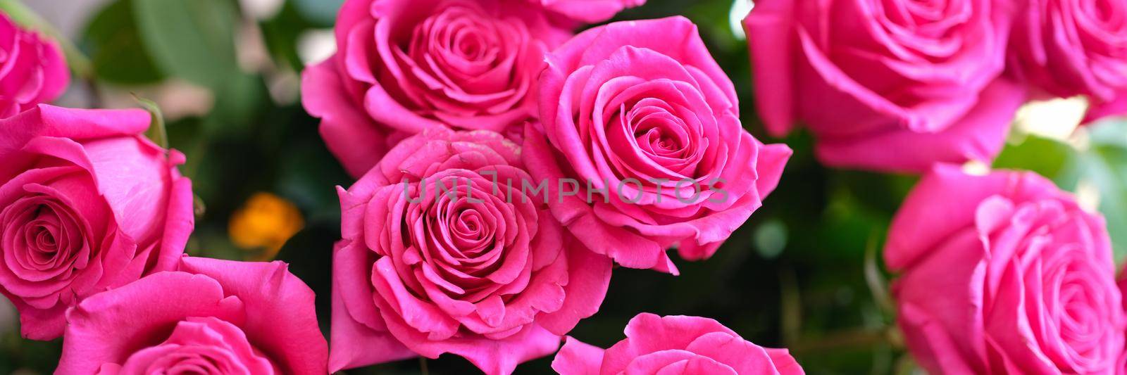 Bouquet of beautiful blossoming pink roses. Fragrant romantic photo frame graphic