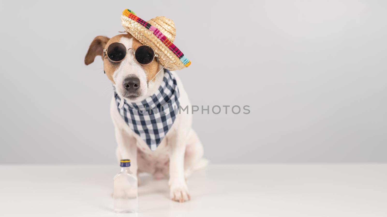 Jack Russell Terrier dog dressed as a Mexican. by mrwed54
