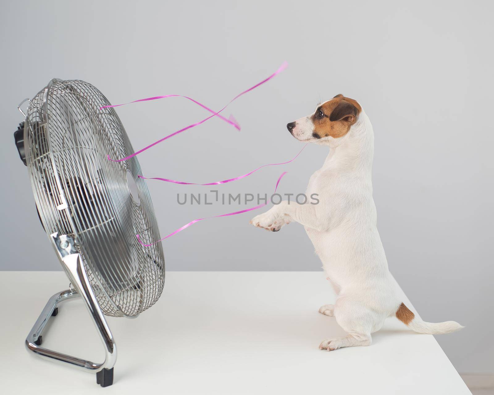 Jack russell terrier dog sits enjoying the cooling breeze from an electric fan on a white background