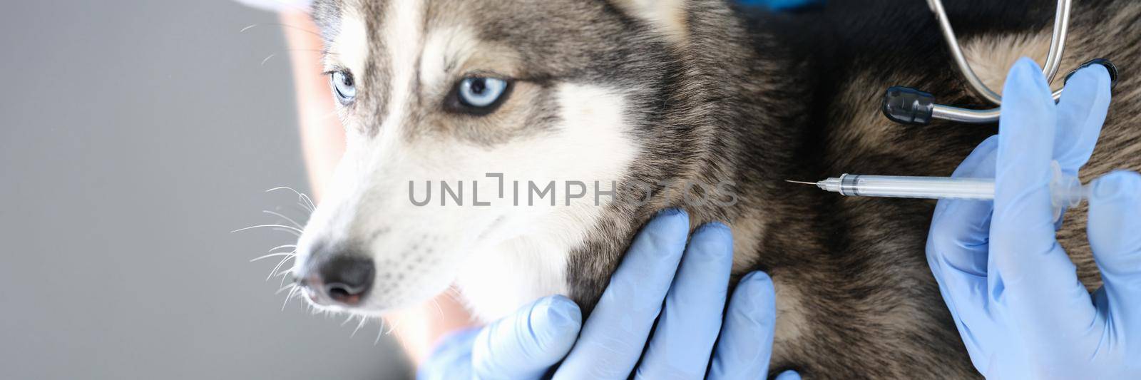 Veterinarian doctor in gloves gives injection to dog. Veterinary services and vaccination at home concept