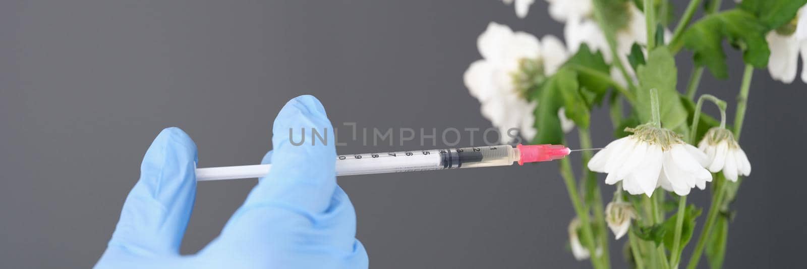 Person in glove makes injection into flower closeup by kuprevich