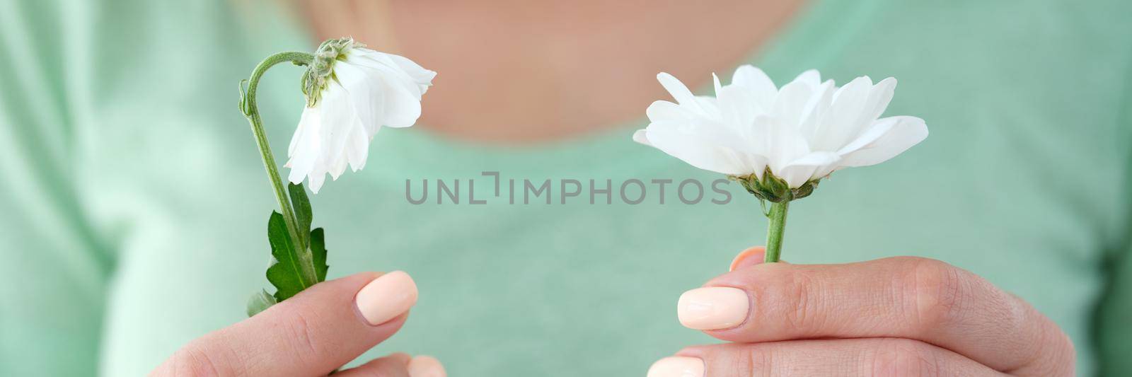 woman is holding one blooming chamomile and one wilting. Youth old age concept