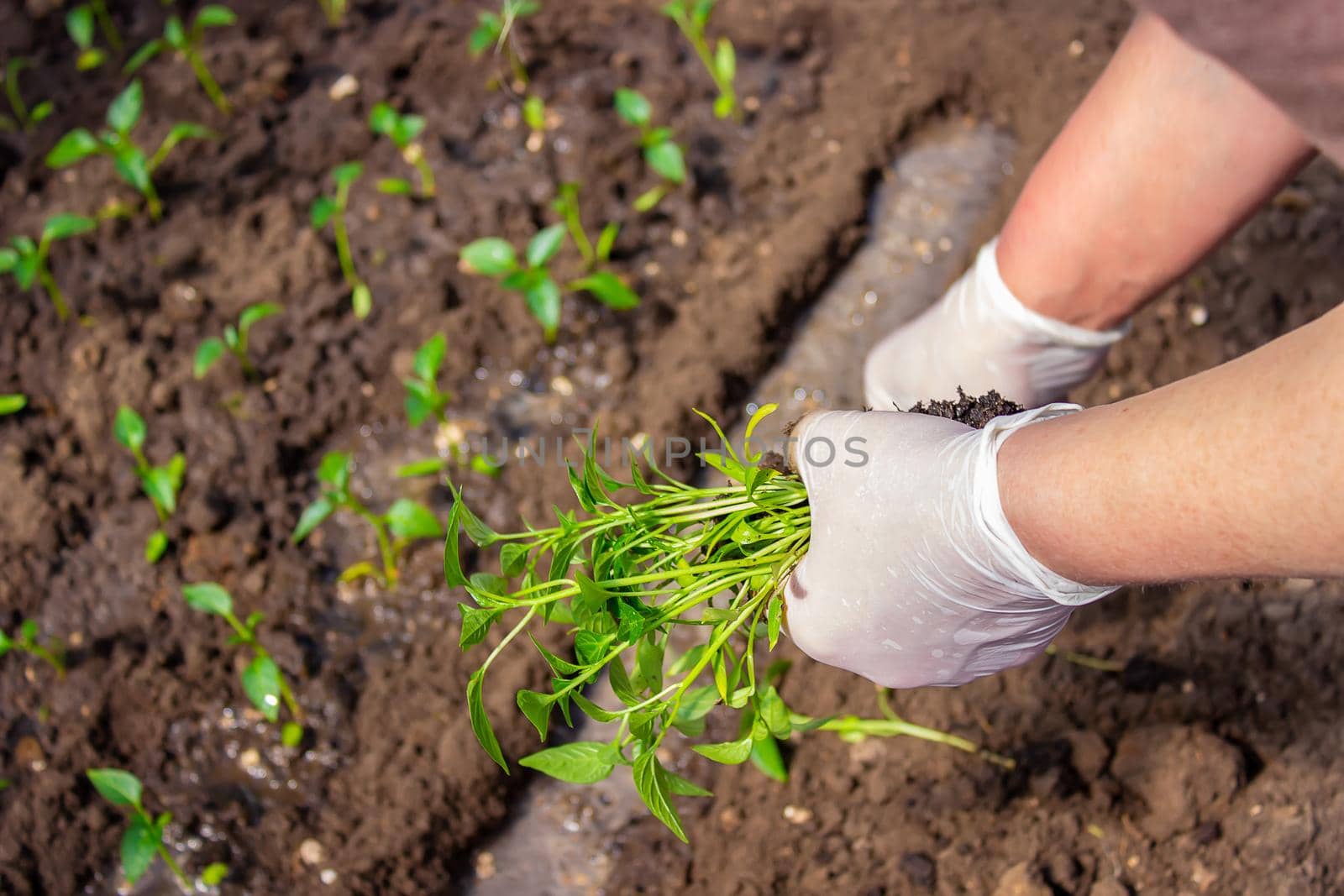 a woman is planting pepper seedlings in a greenhouse. Seedlings of sweet pepper. selective focus