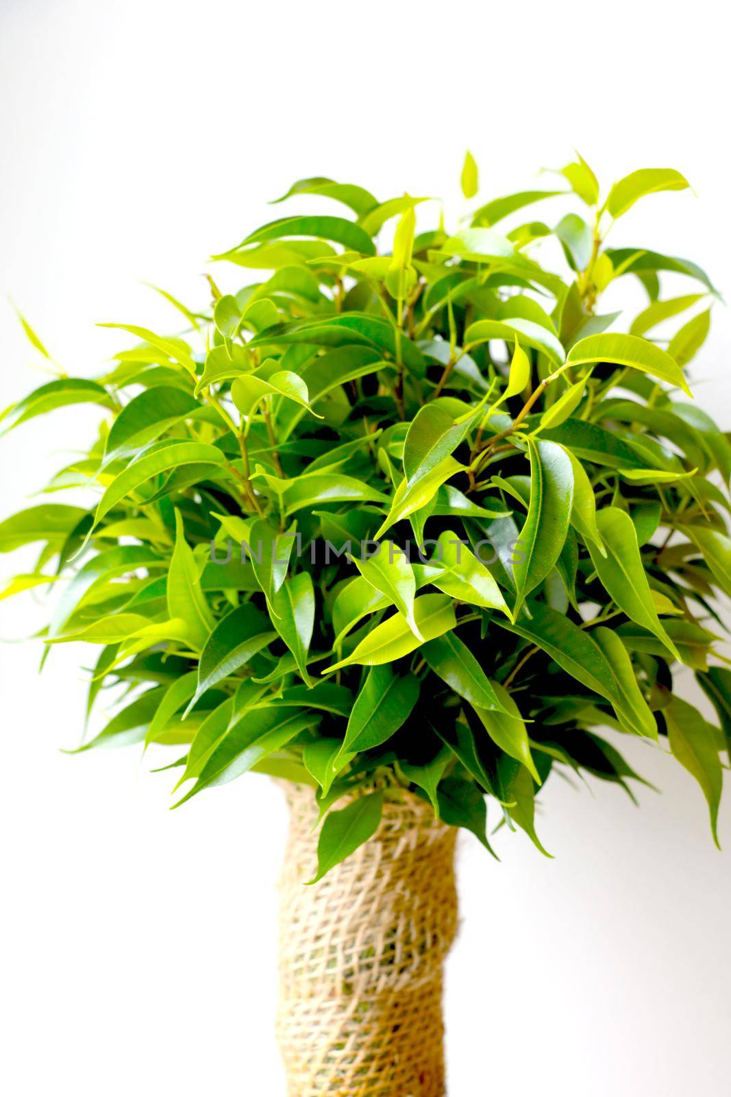 Green leaves of a houseplant in the room