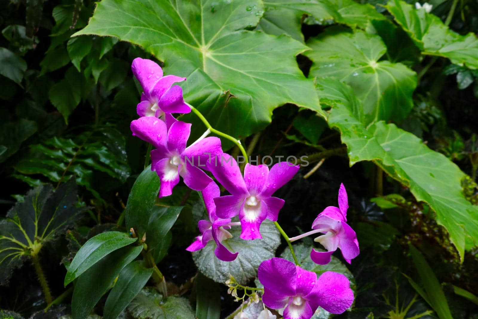 Young blooming purple flowers in the park in the spring