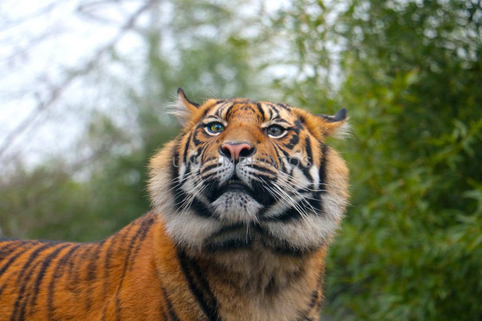 Close-up of a beautiful young tiger in the greenery
