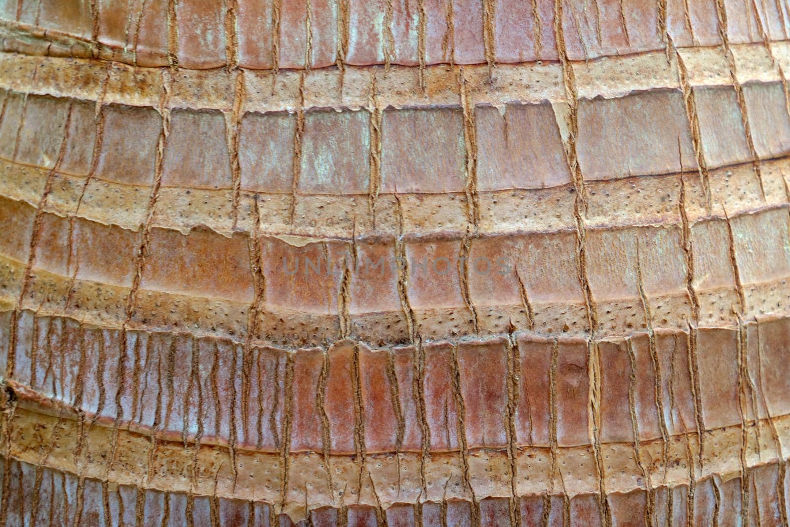 Structured bark of the tree, background, texture of the tree