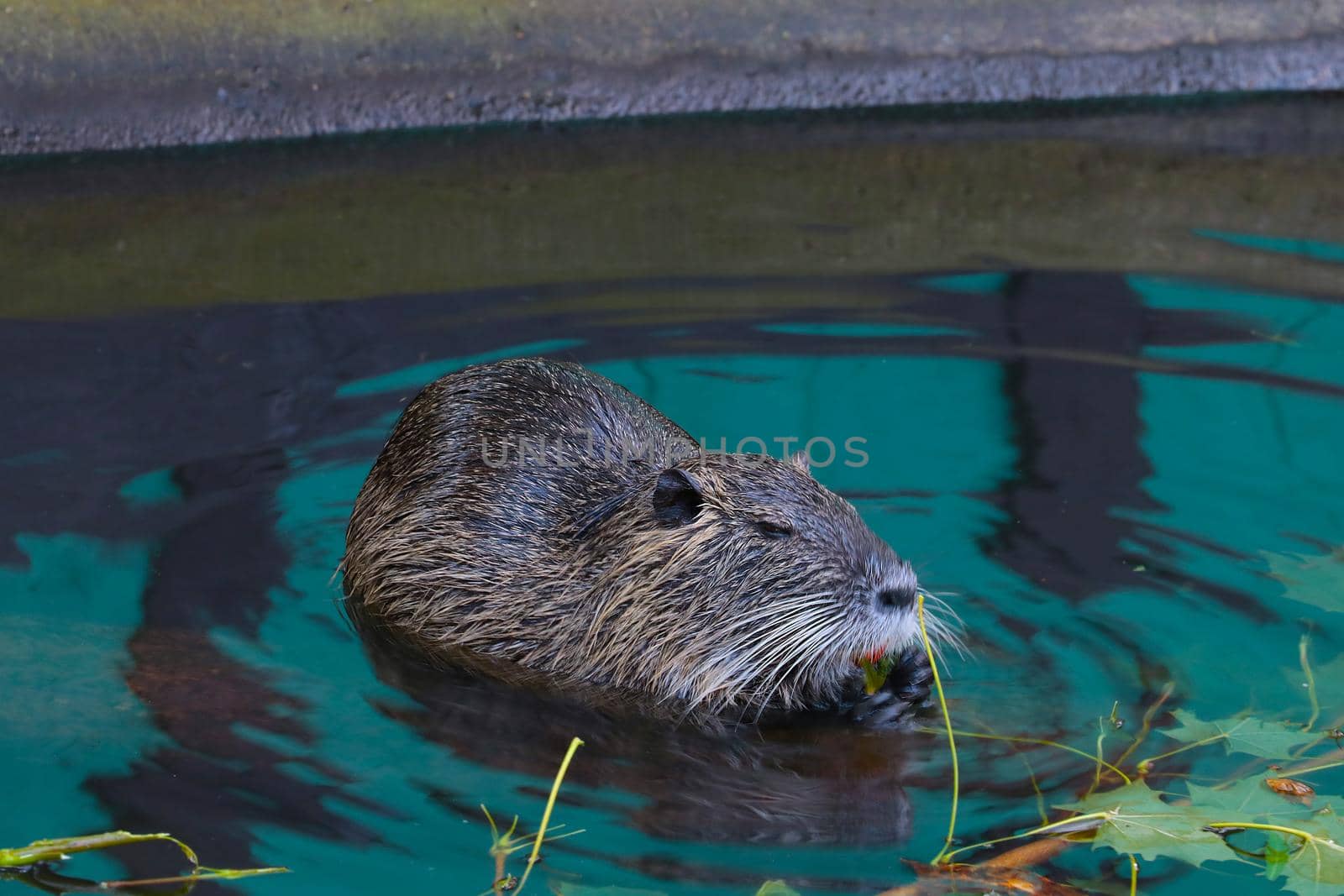 Close-up of the muskrat in the water. An otter eats a tree branch