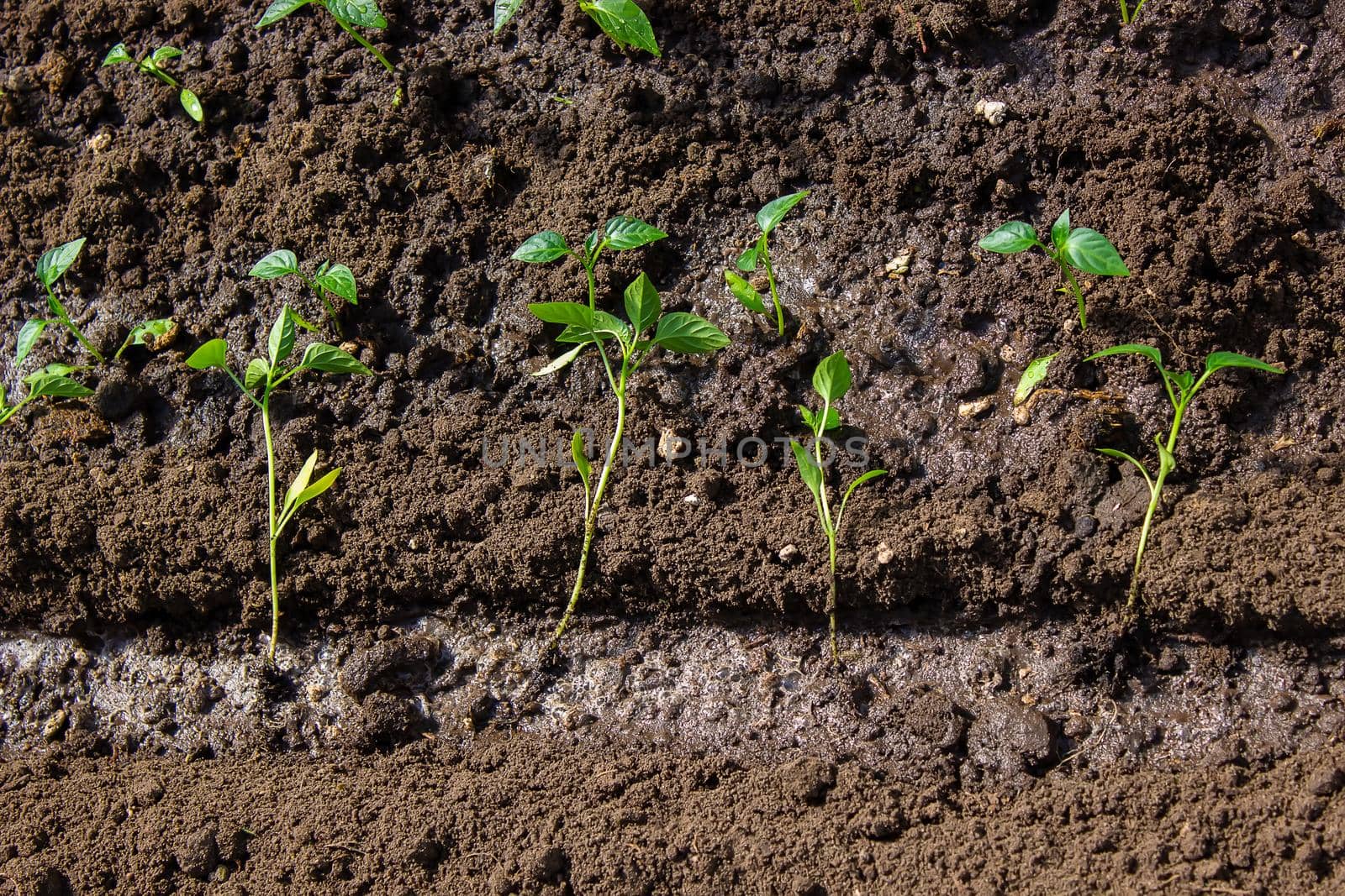 a woman is planting pepper seedlings in a greenhouse. Seedlings of sweet pepper. selective focus