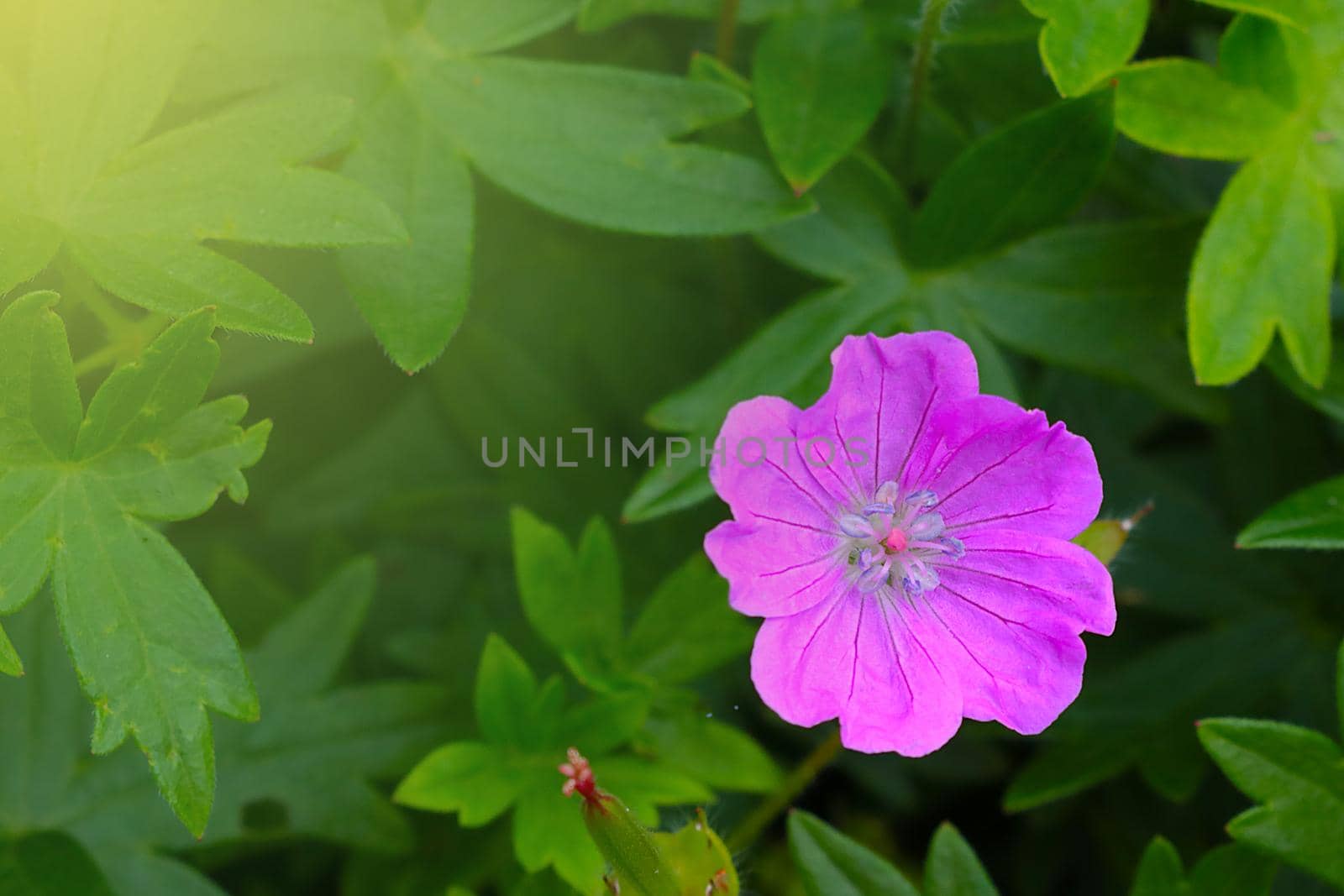 Close-up of a flower branch in the garden