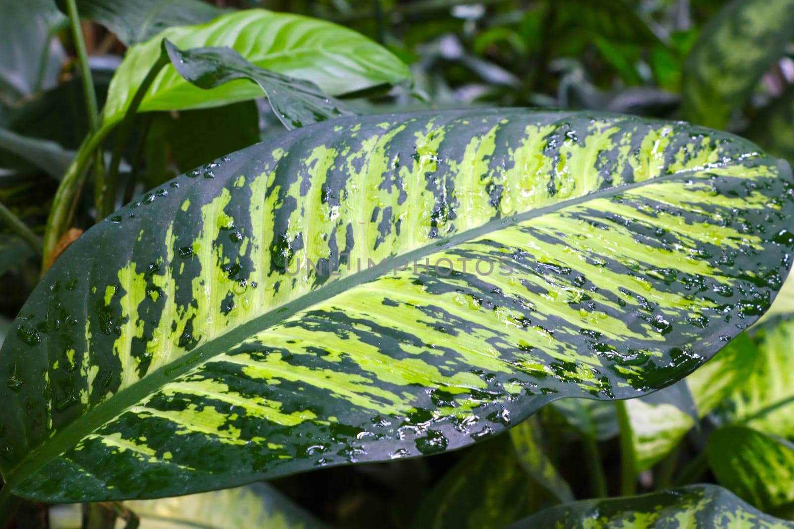 Young green leaves with drops of water in the room