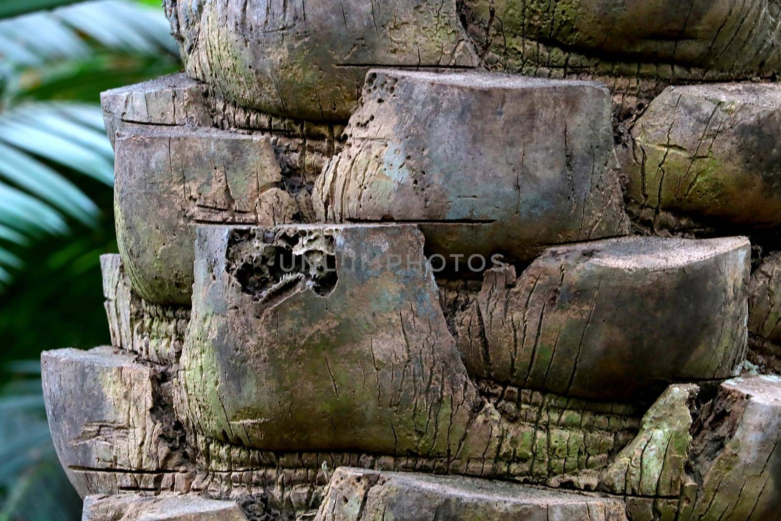 View of the trunk of an old coconut tree, background