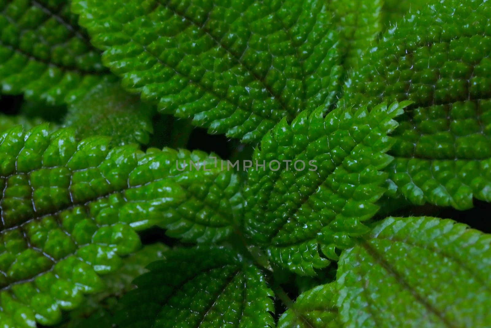 Close-up of the green leaves of plants, the background of nature