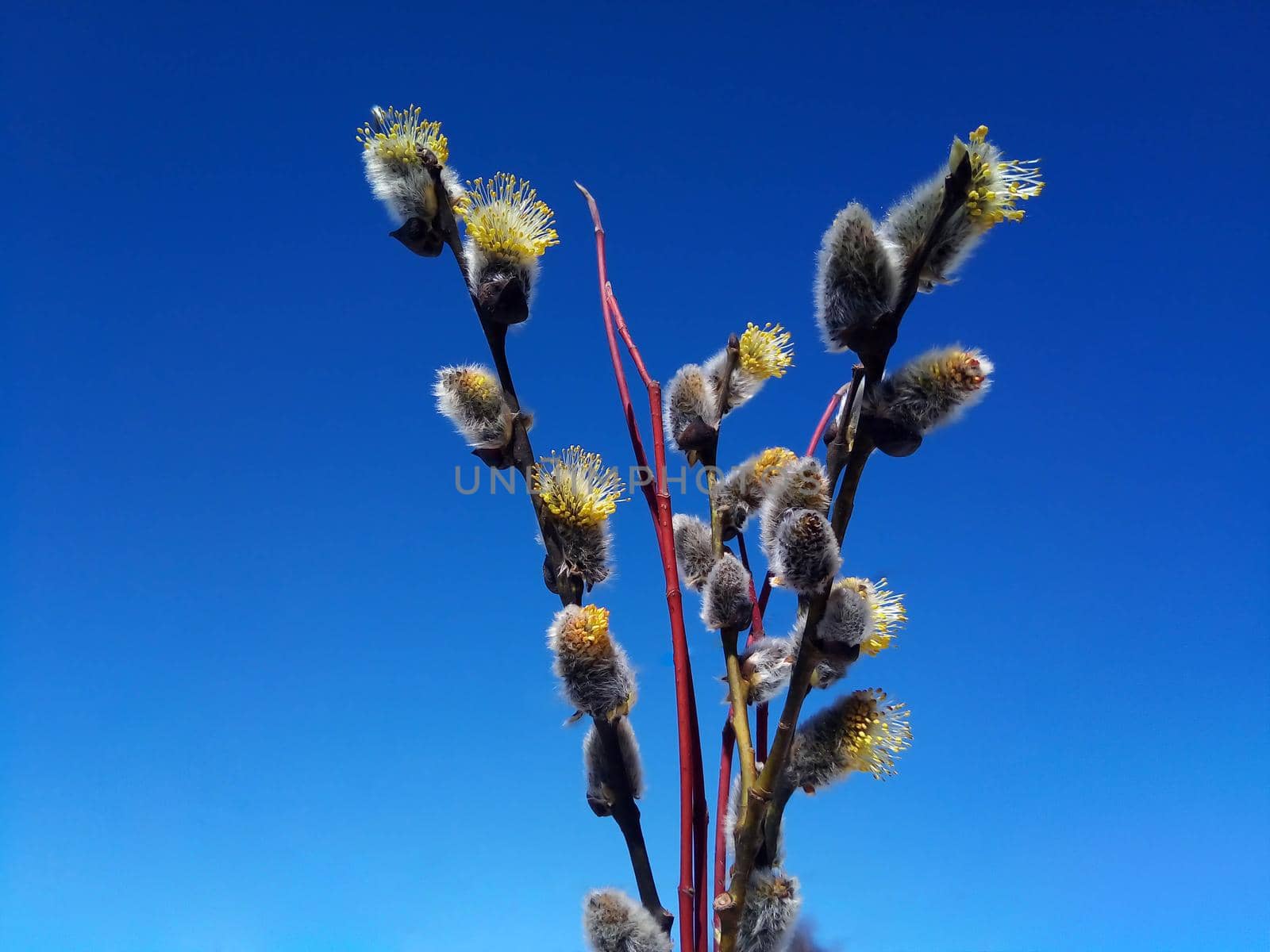 A twig of a flowering willow on a blue sky background. Easter concept.