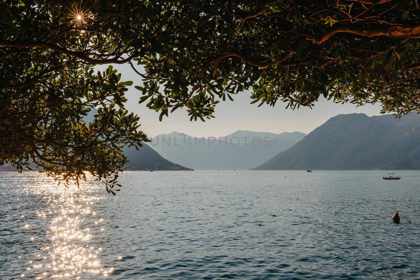 Sunset, beautiful landscape with silhouettes of trees. Travel concept. Montenegro, Kotor Bay. Sunset at Kotor Bay Montenegro. View of the sunset in Boko-Kotor Bay in Montenegro. Silhouettes of mountains. High quality photo by Andrii_Ko