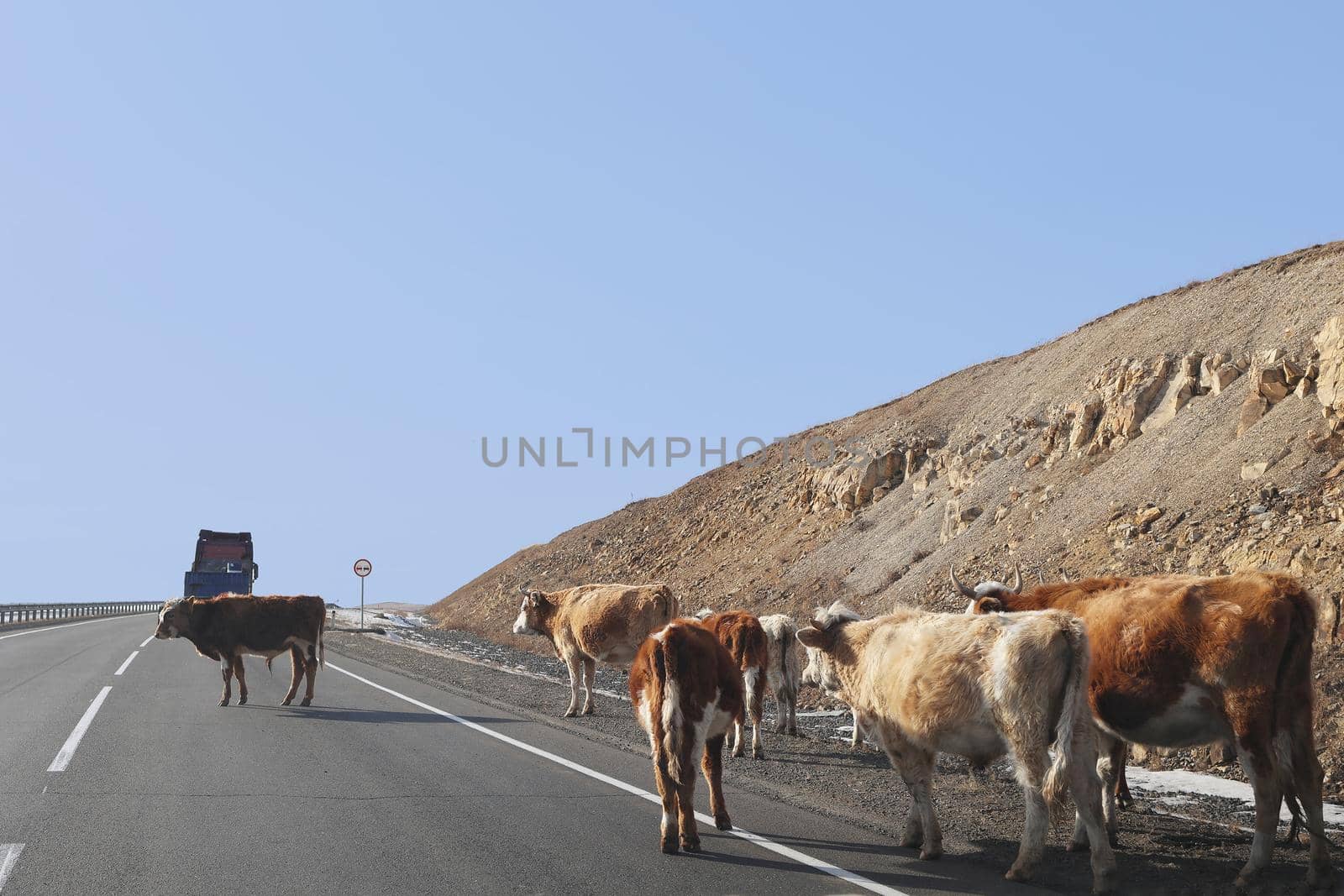 small herd of cows crosses the road on which heavy vehicles move