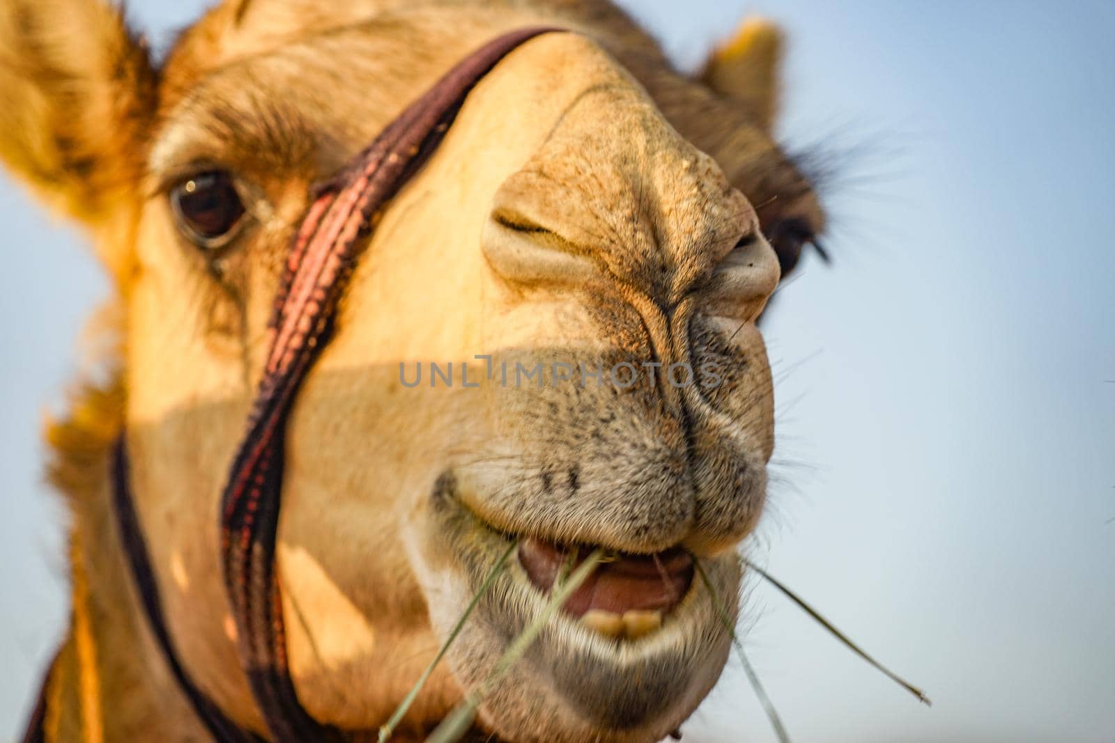 Arabian Desert Camel (United Arab Emirates). Shooting Location: Dubai