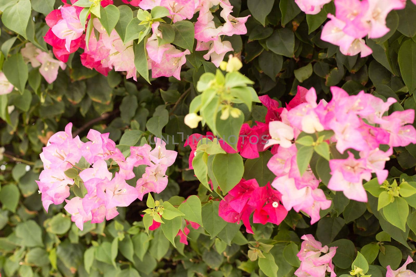 Blooming bougainvillea background. Light pink and orange flowers