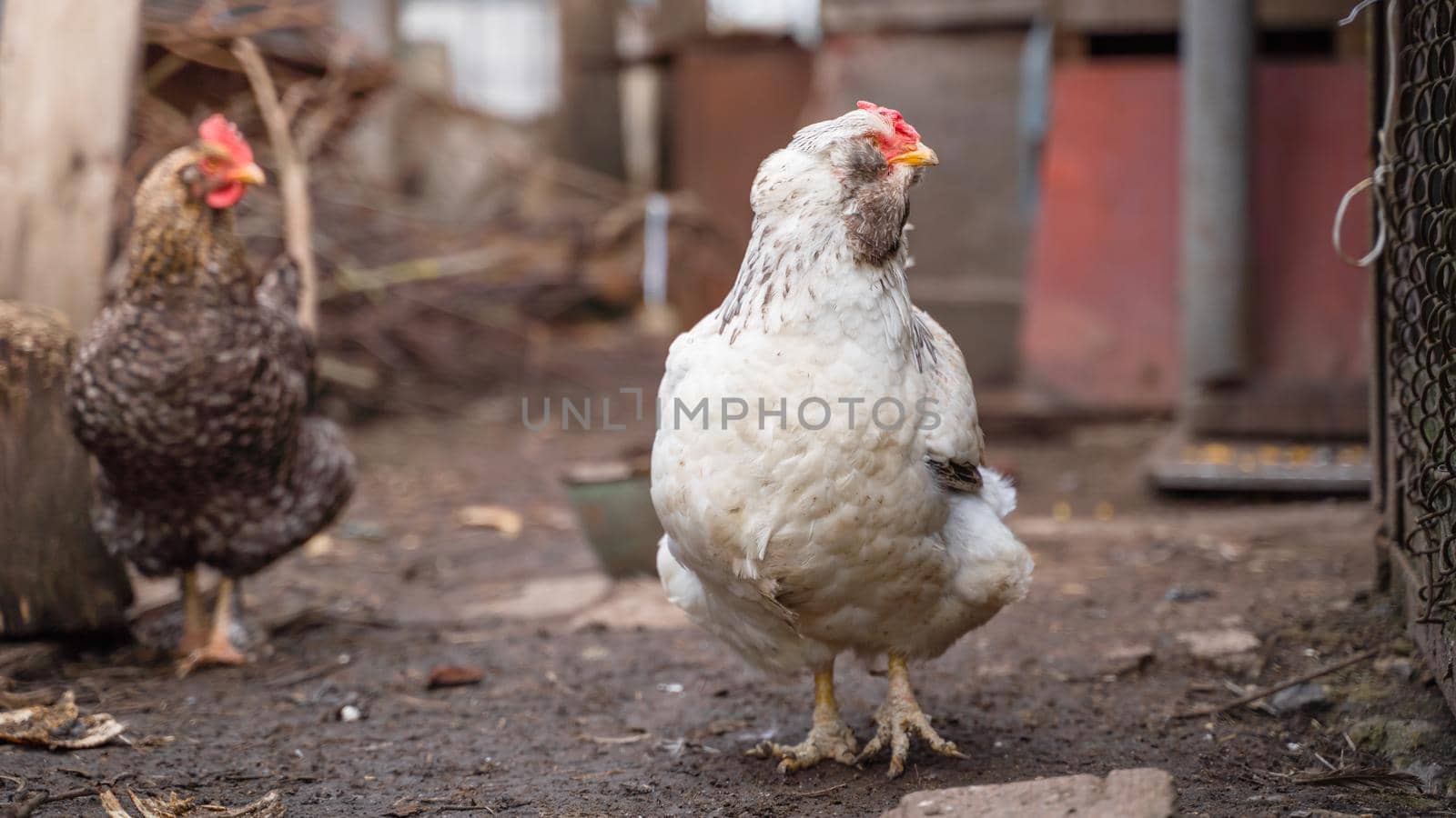 A light-colored faverol hen turned away from another pockmarked hen