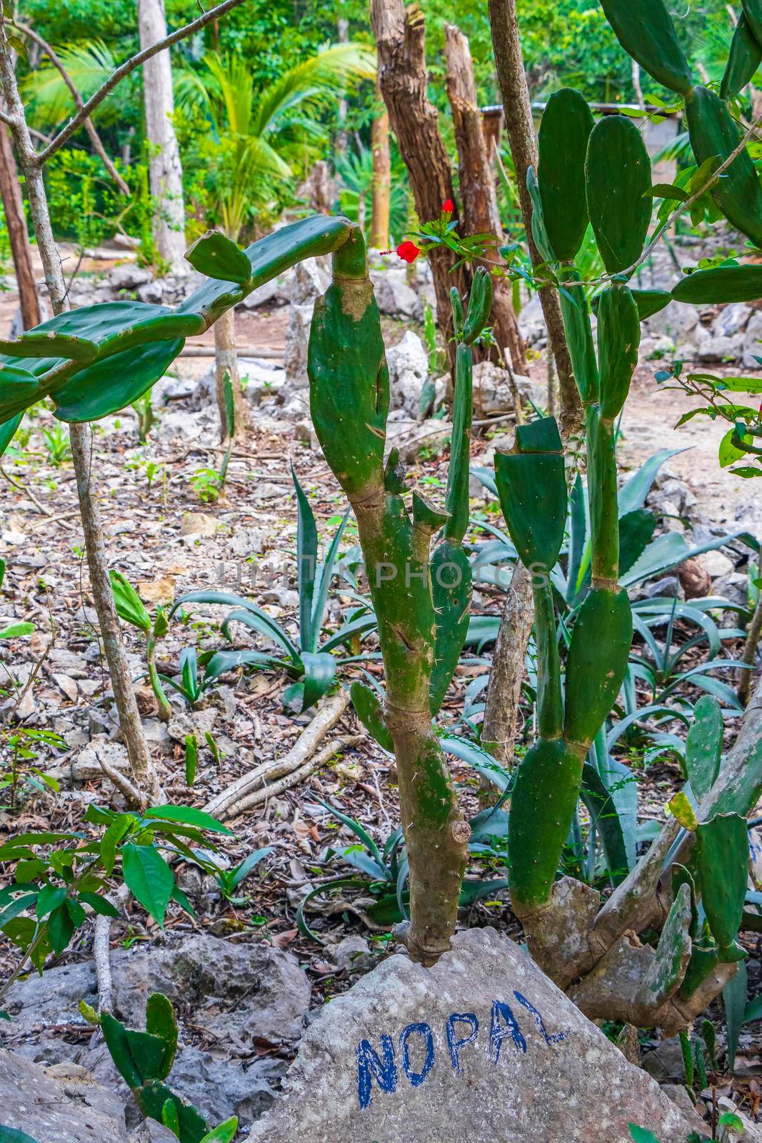 Tropical mexican cacti cactus jungle plants trees and natural forest panorama view in Puerto Aventuras Mexico.