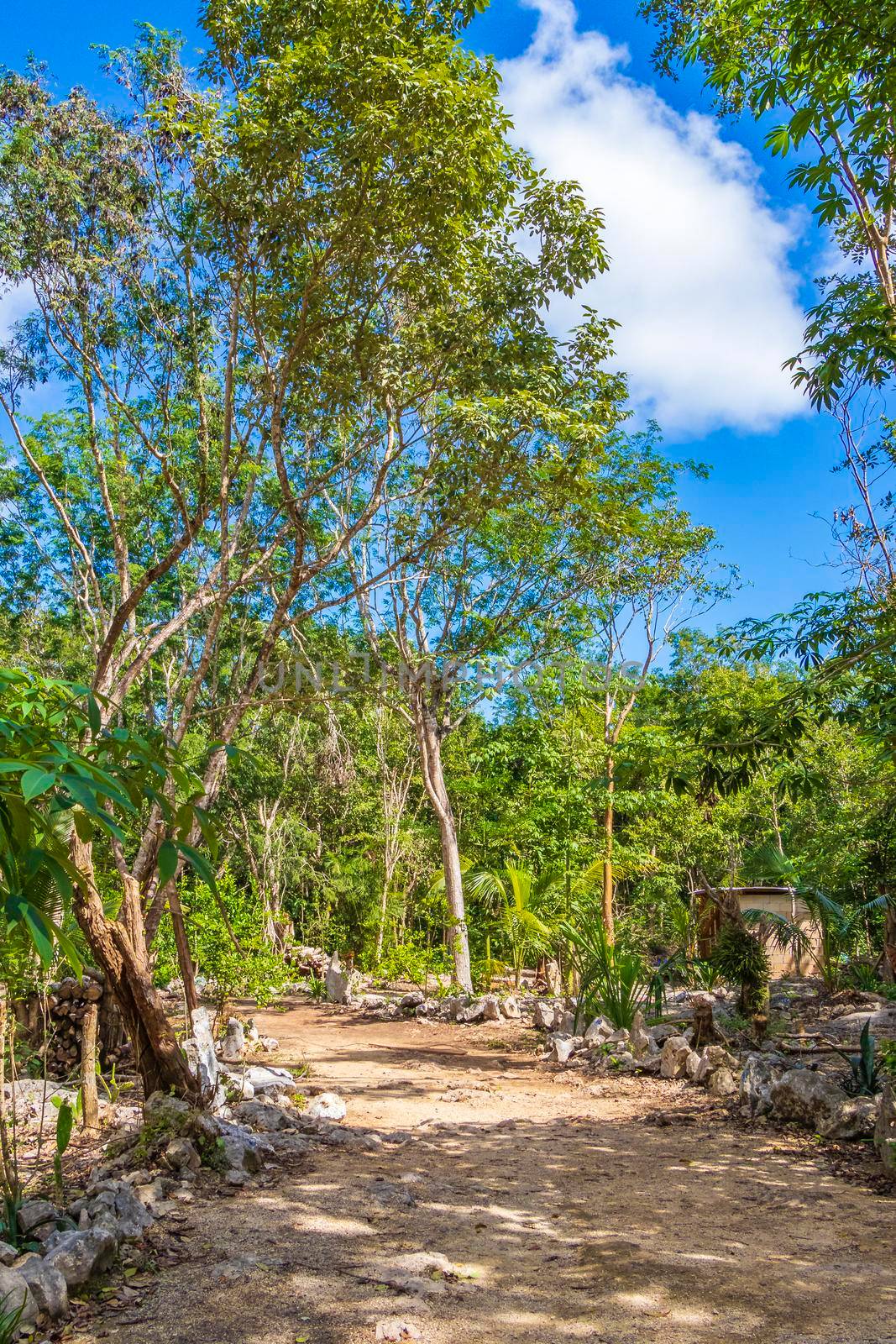 Tropical mexican jungle plants trees and natural forest panorama view in Puerto Aventuras Mexico.