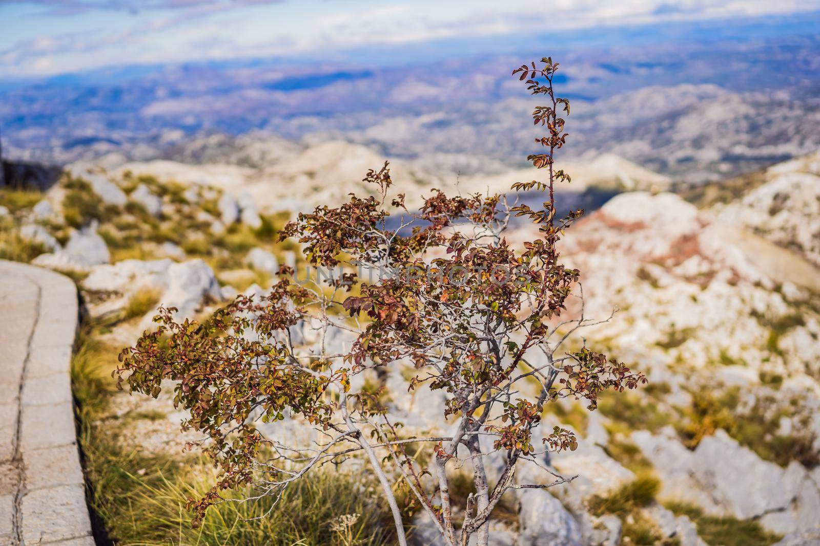 Summer mountain landscape at national park Lovcen, Montenegro. Sunny summer day.