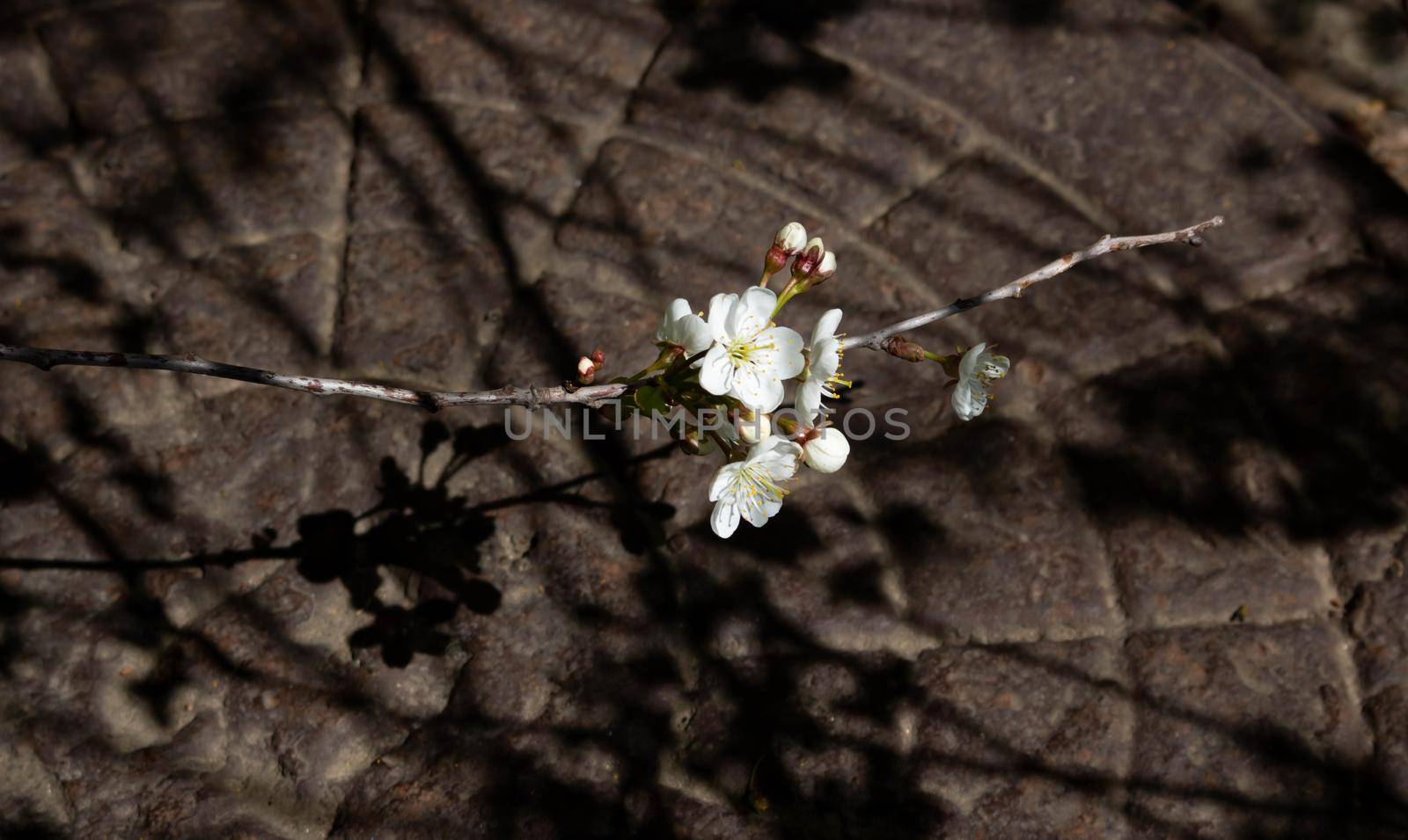 A blooming apple tree on a blurry brown background of an iron hatch.