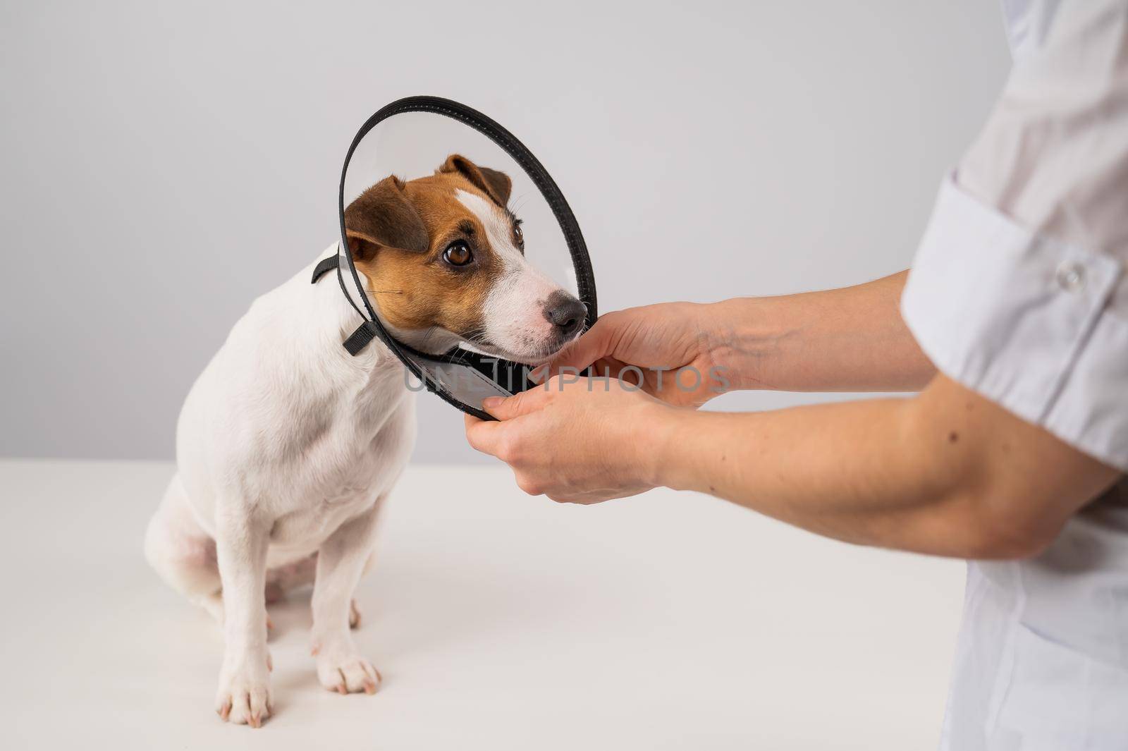 A veterinarian puts a plastic cone collar on a Jack Russell Terrier dog after a surgery