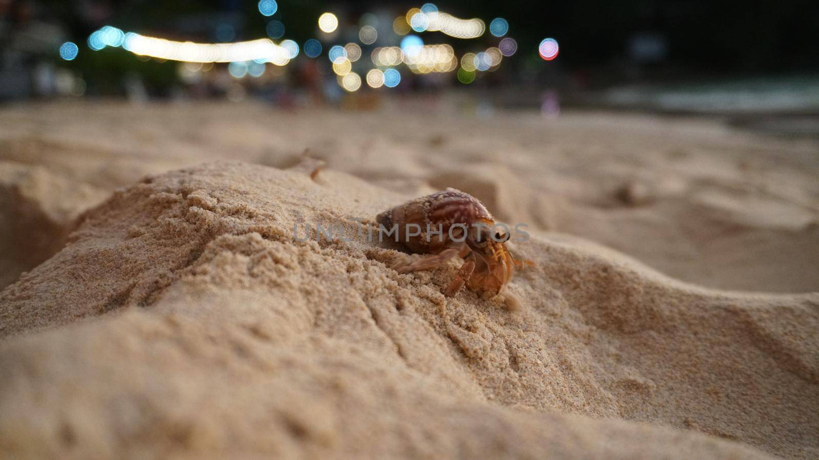 Hermit crab with cute eyes runs on the sand. by Passcal
