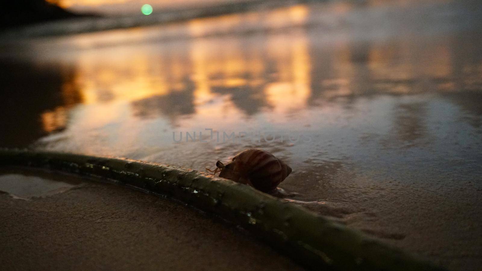 Hermit crab with cute eyes runs on the sand. Leaves footprints. Yellow sand, sunset. The rays of the sun are reflected in the sea. An island is visible in the distance. There are twigs and jellyfish