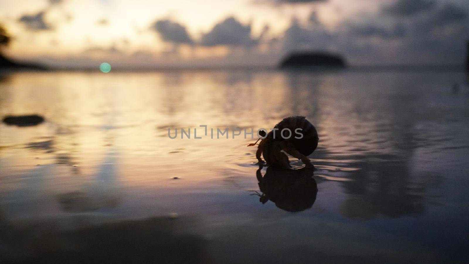 Hermit crab with cute eyes runs on the sand. Leaves footprints. Yellow sand, sunset. The rays of the sun are reflected in the sea. An island is visible in the distance. There are twigs and jellyfish