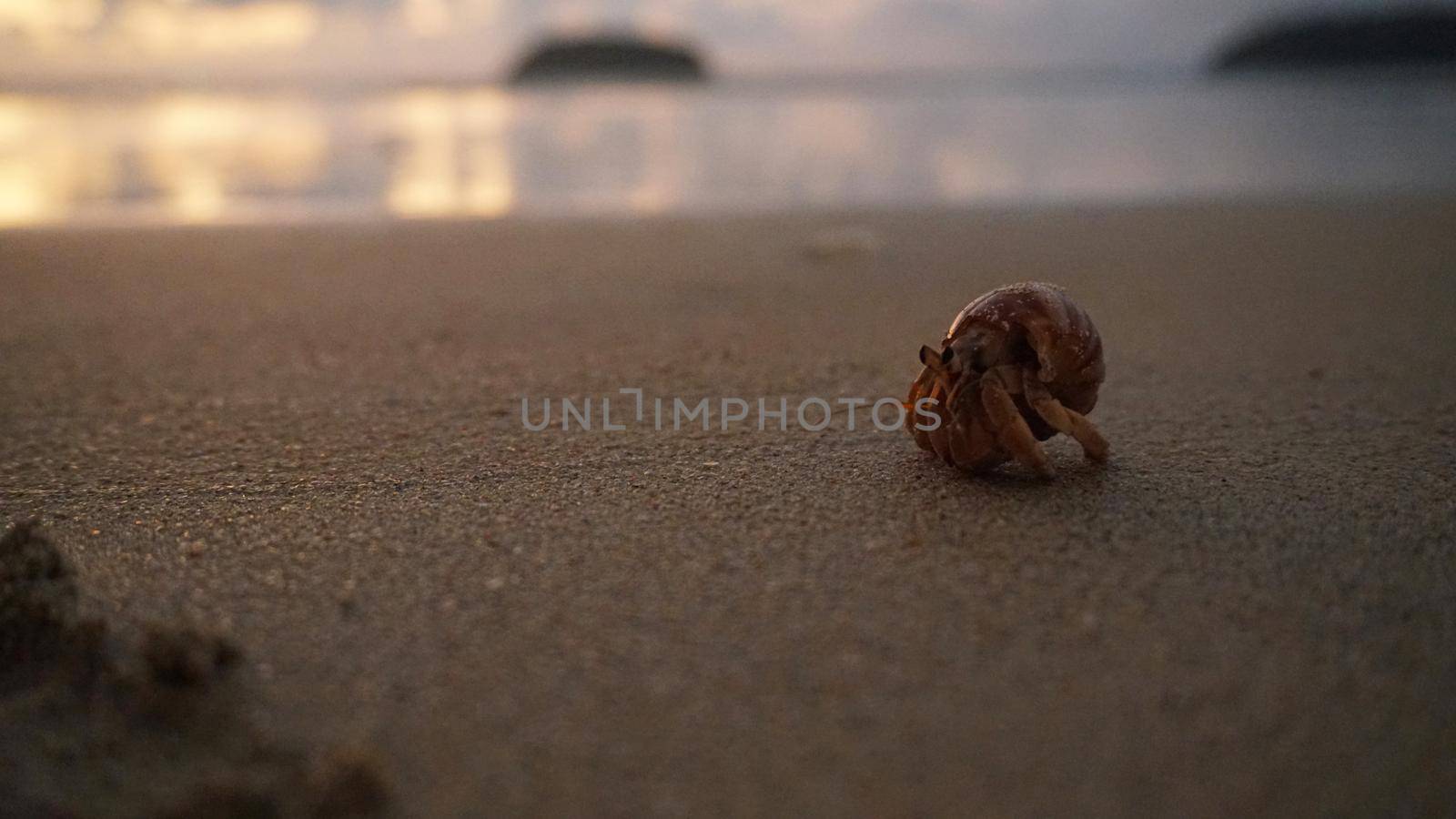 Hermit crab with cute eyes runs on the sand. Leaves footprints. Yellow sand, sunset. The rays of the sun are reflected in the sea. An island is visible in the distance. There are twigs and jellyfish