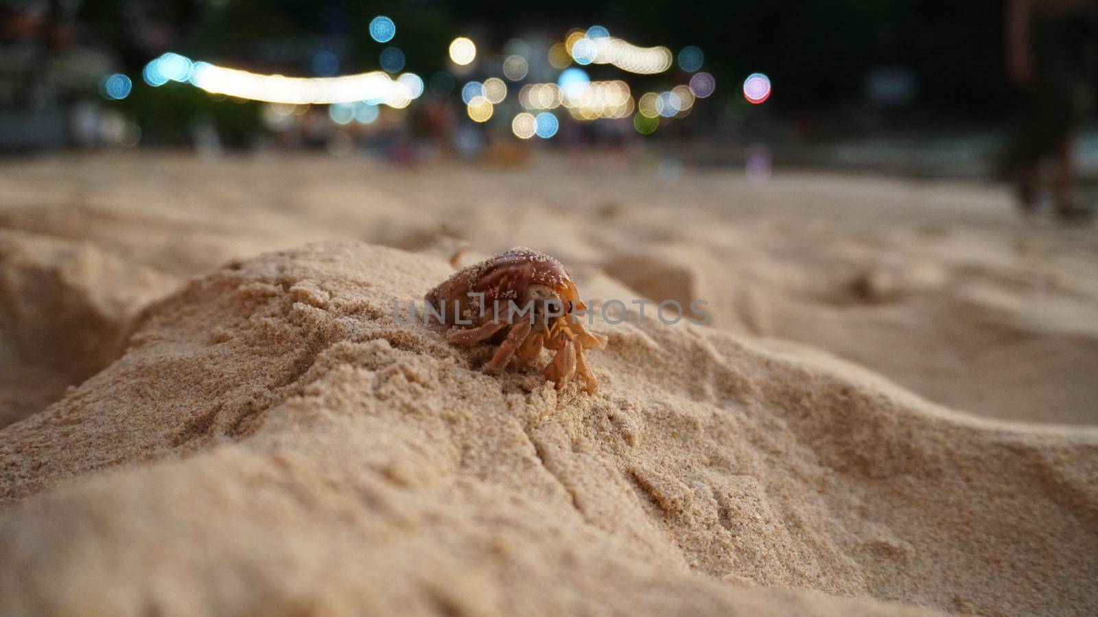 Hermit crab with cute eyes runs on the sand. by Passcal