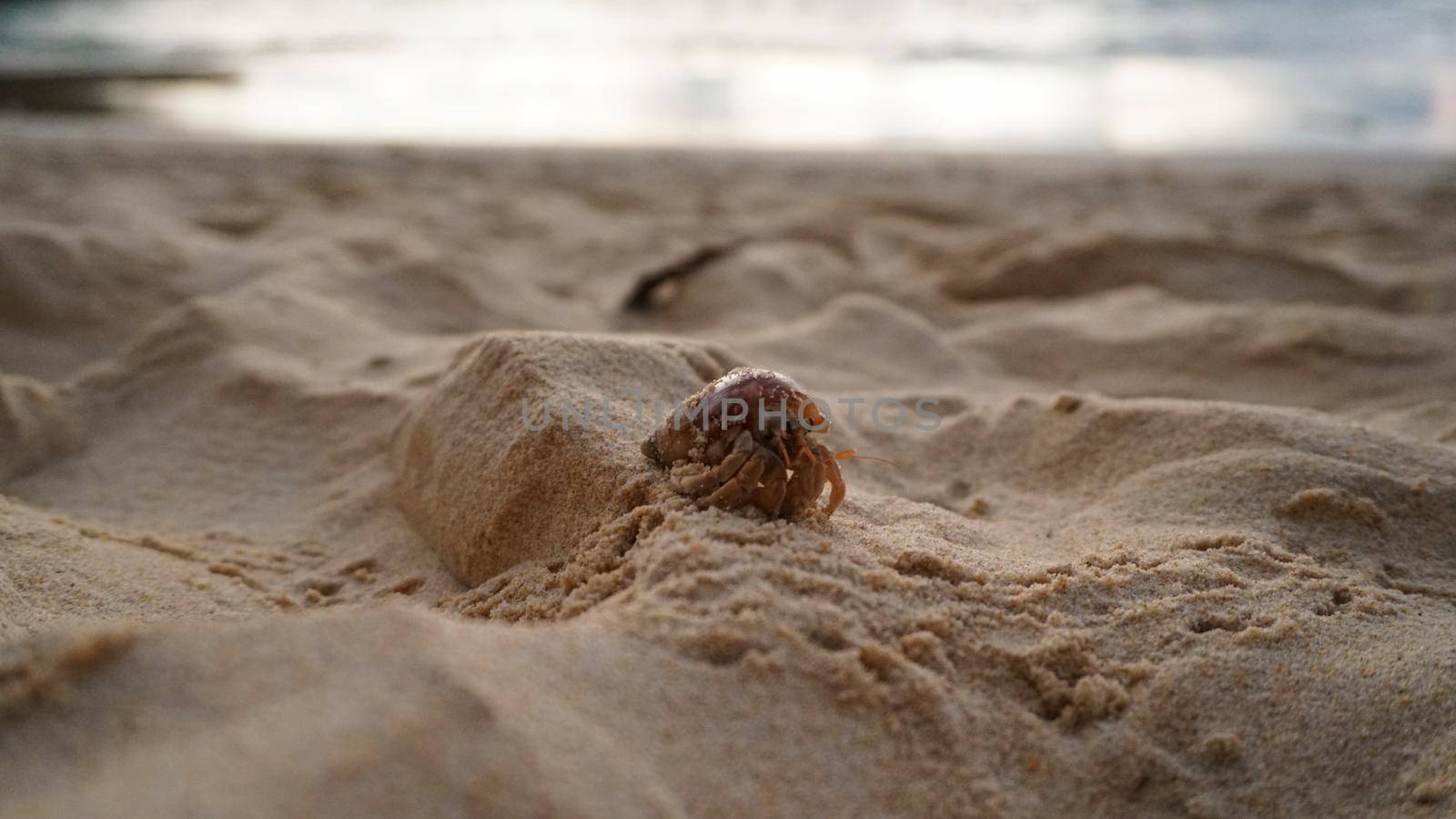 Hermit crab with cute eyes runs on the sand. by Passcal