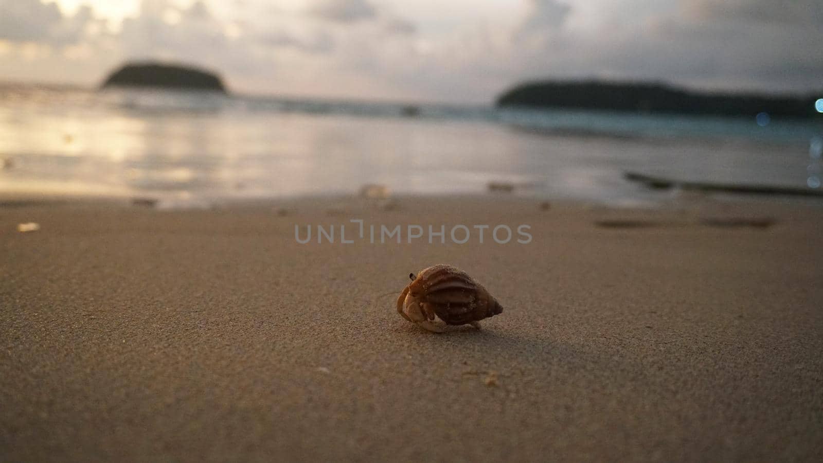 Hermit crab with cute eyes runs on the sand. Leaves footprints. Yellow sand, sunset. The rays of the sun are reflected in the sea. An island is visible in the distance. There are twigs and jellyfish