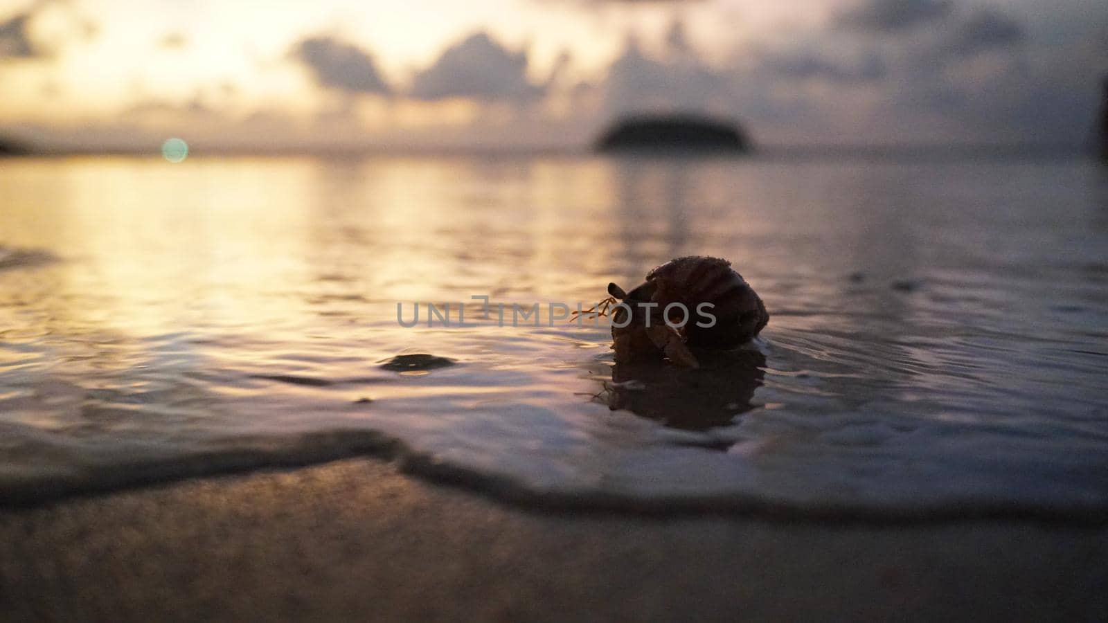 Hermit crab with cute eyes runs on the sand. by Passcal