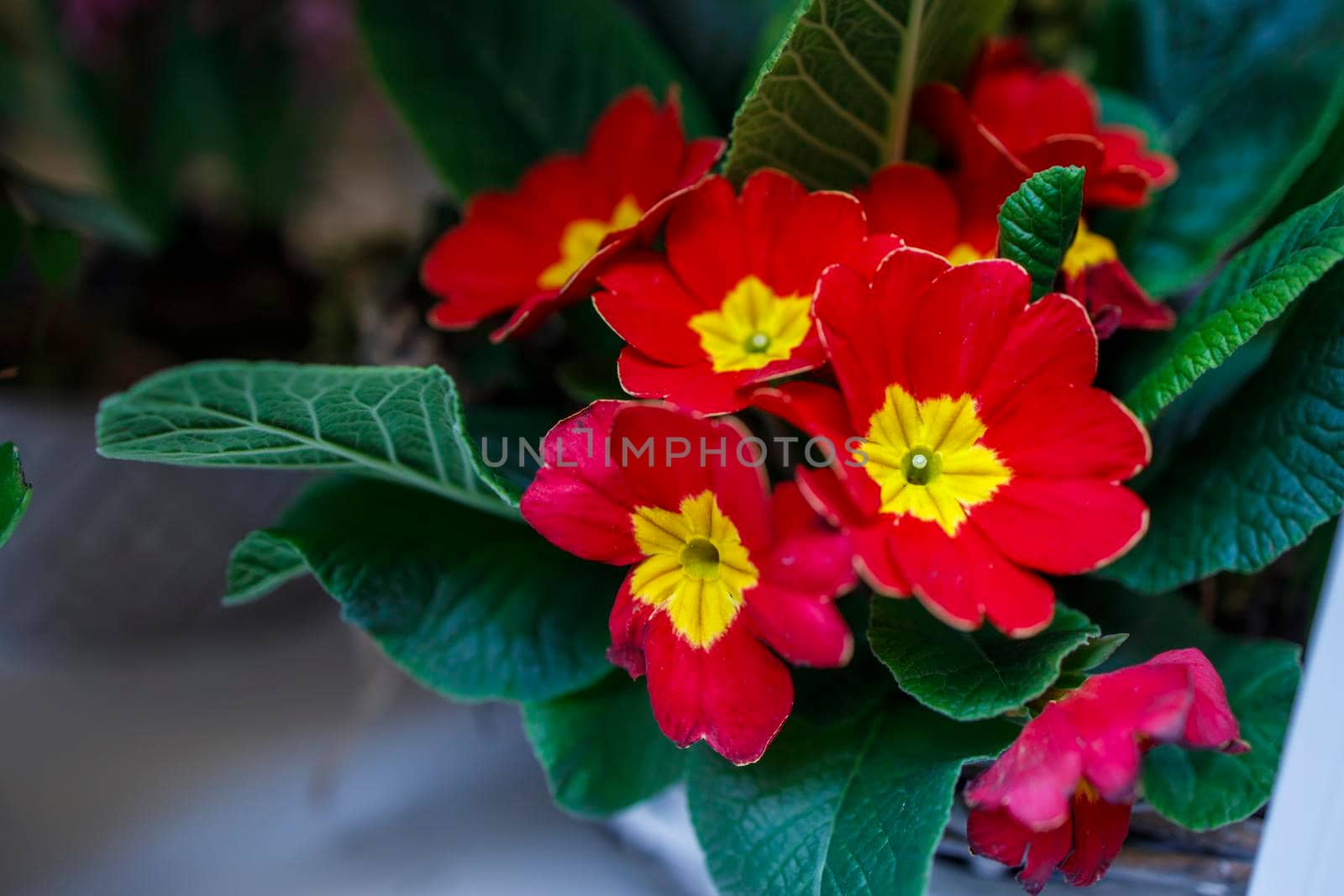 Multi-colored primrose in pots for sale at a farmer's market. Yellow, red primrose in a flower bed as a garden decoration.
