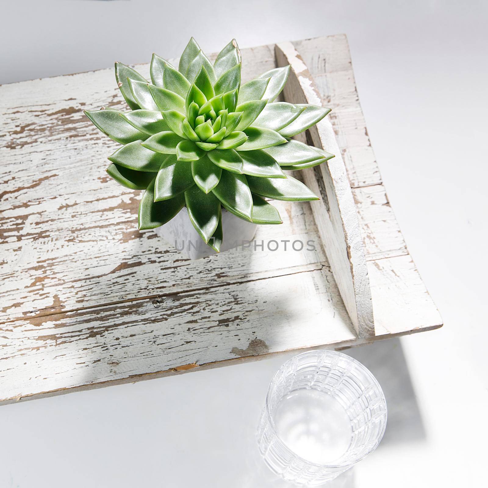Echeveria plant in a gray ceramic pot on an old, vintage tray.
