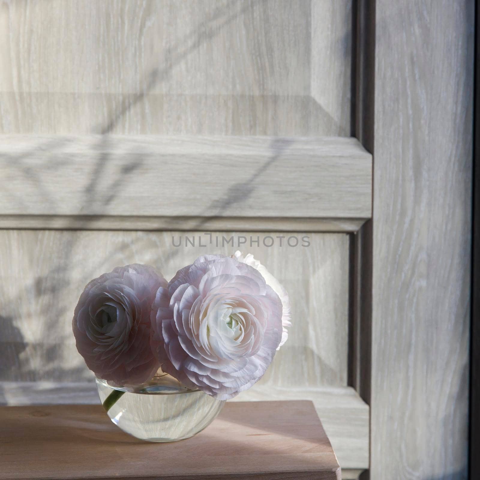 Three pale pink ranunculus in a transparent round vase on the white table. Copy space. Place for text