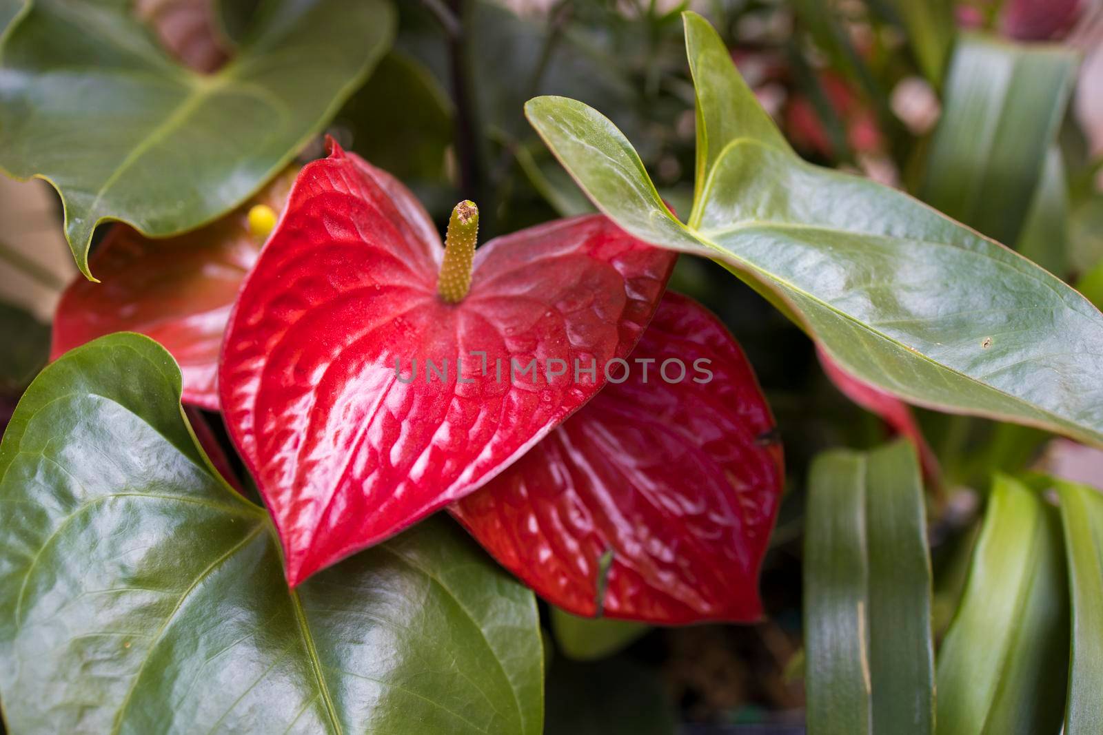 Anthurium scherzerianum, the flamingo flower or pigtail plant, is a species of Anthurium native to Costa Rica. Botanical garden by elenarostunova