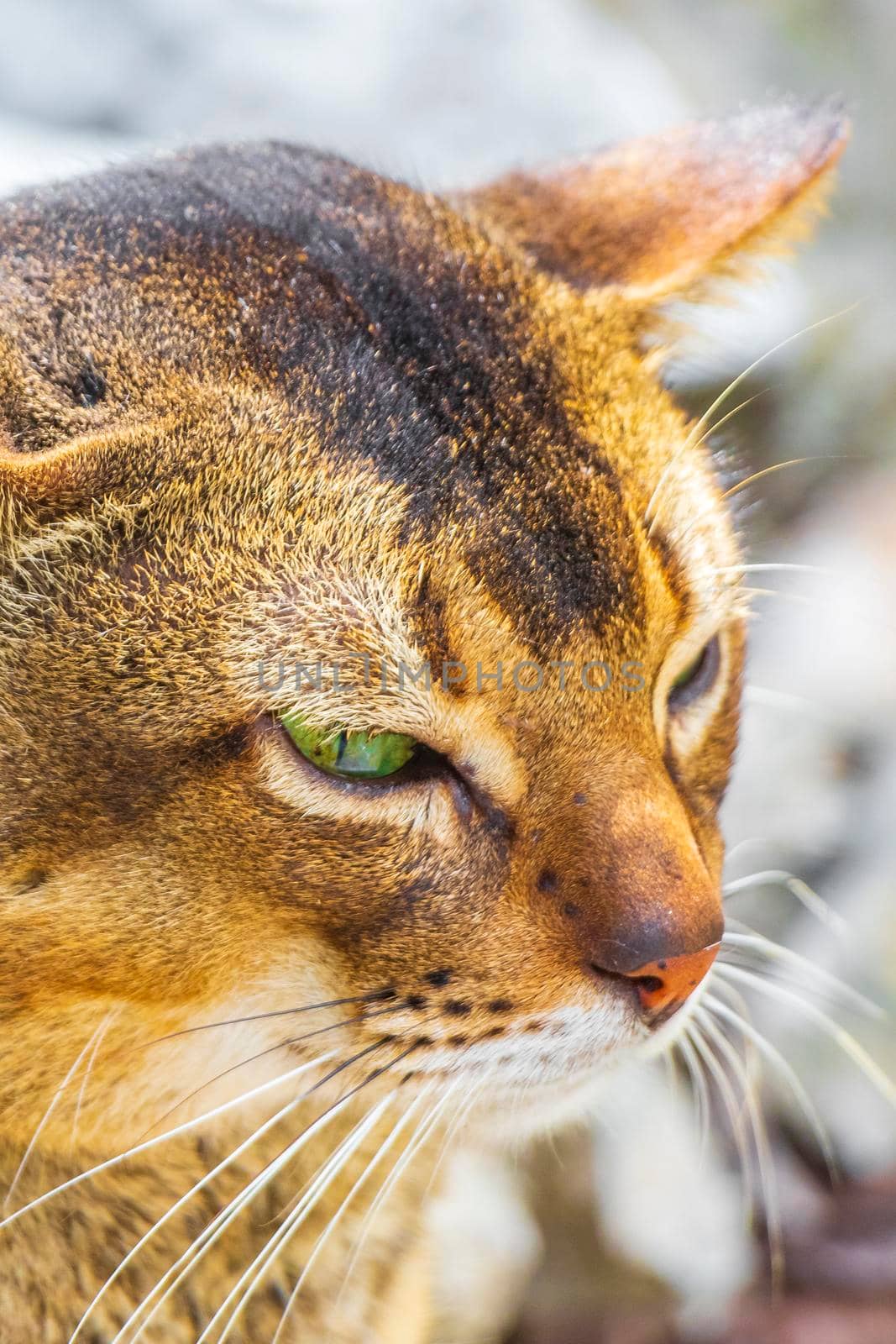 Beautiful cute cat with green eyes in the tropical mexican jungle natural forest at Santuario de los guerreros in Puerto Aventuras Quintana Roo Mexico.