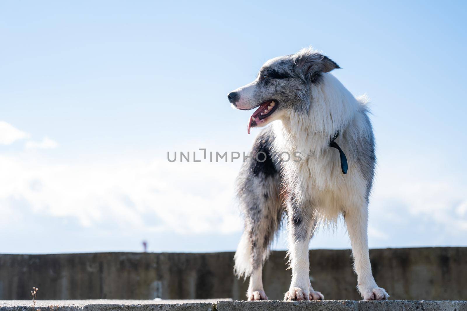 Portrait of a spotted border collie on a walk along the embankment