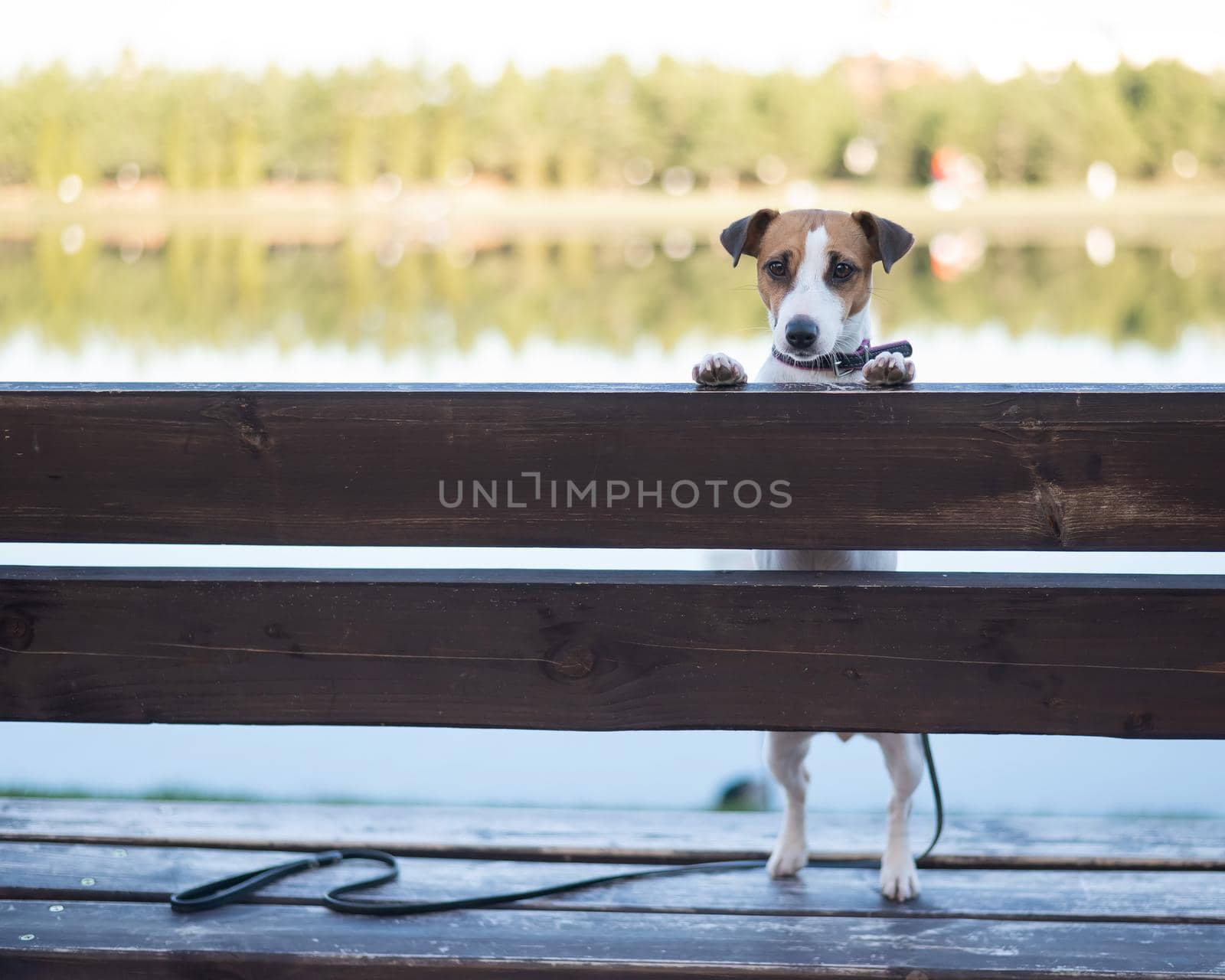 Lonely dog on a bench by the lake. by mrwed54