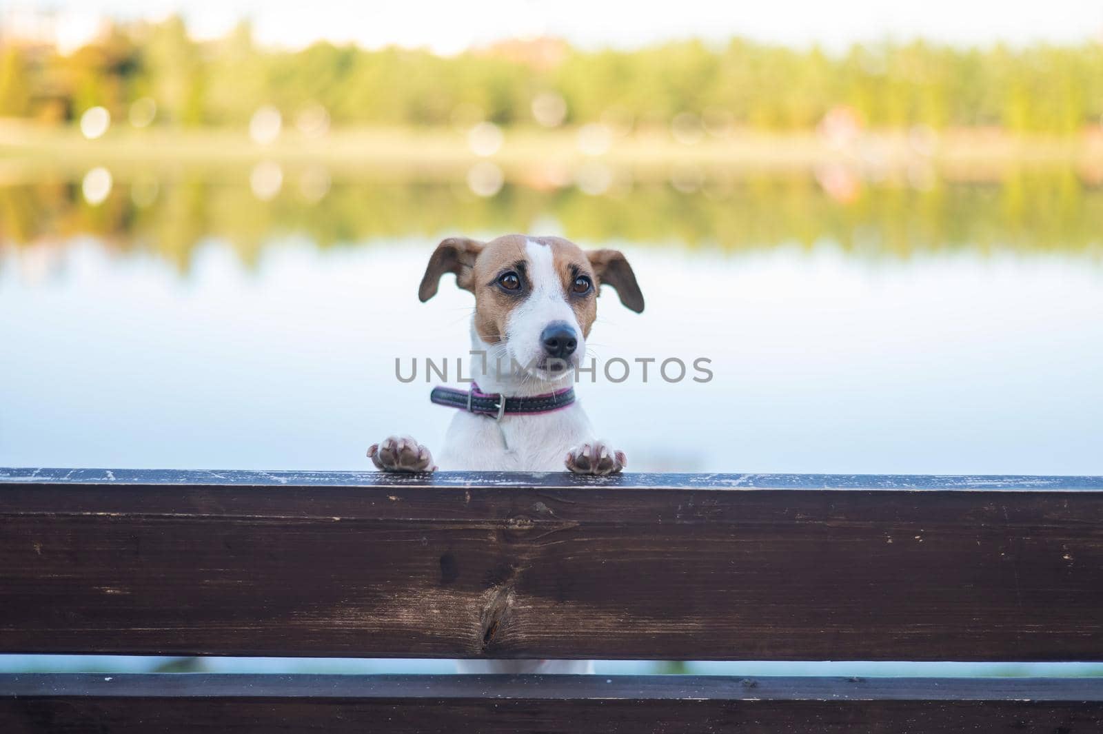 Lonely dog on a bench by the lake