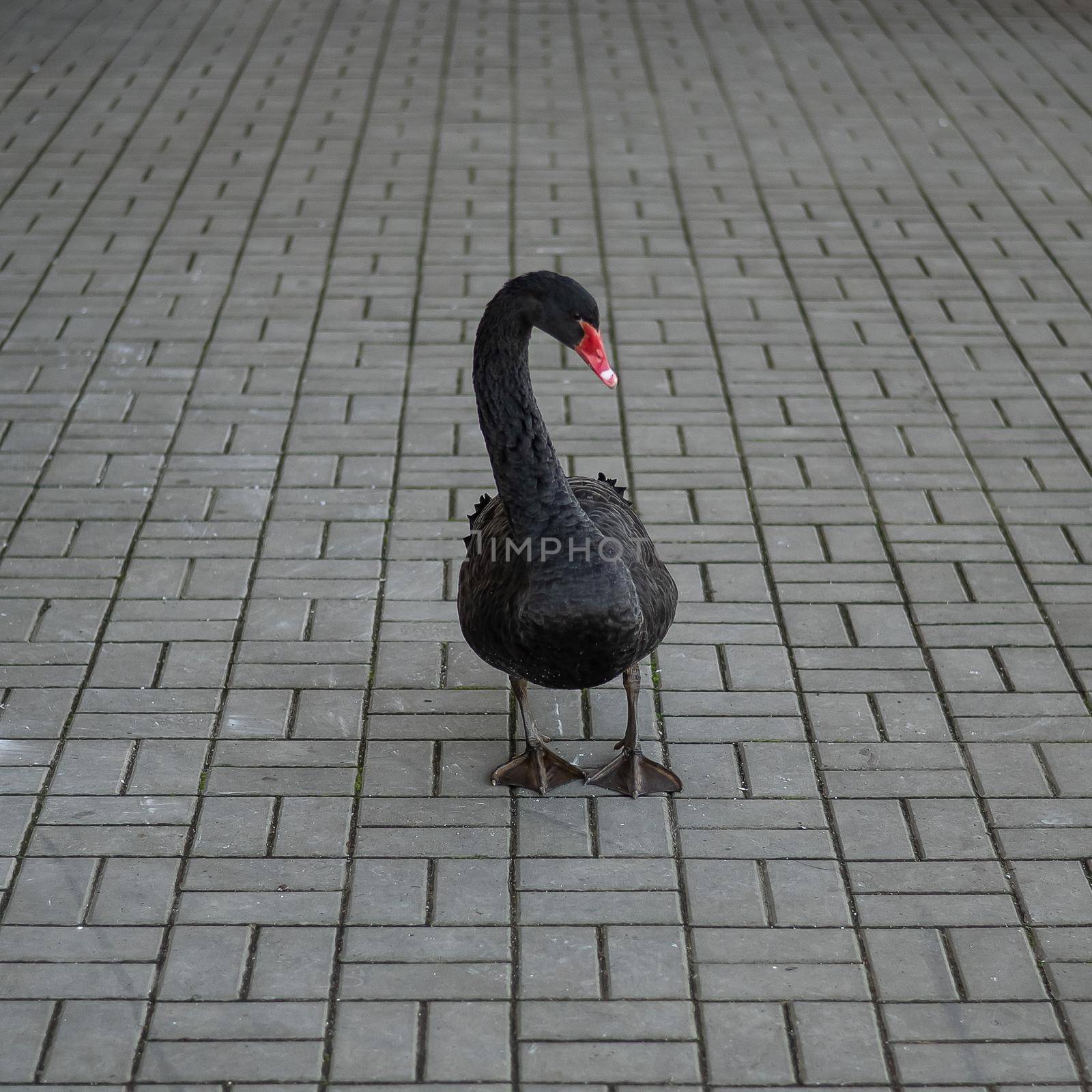 A black swan walks along the sidewalk. by mrwed54
