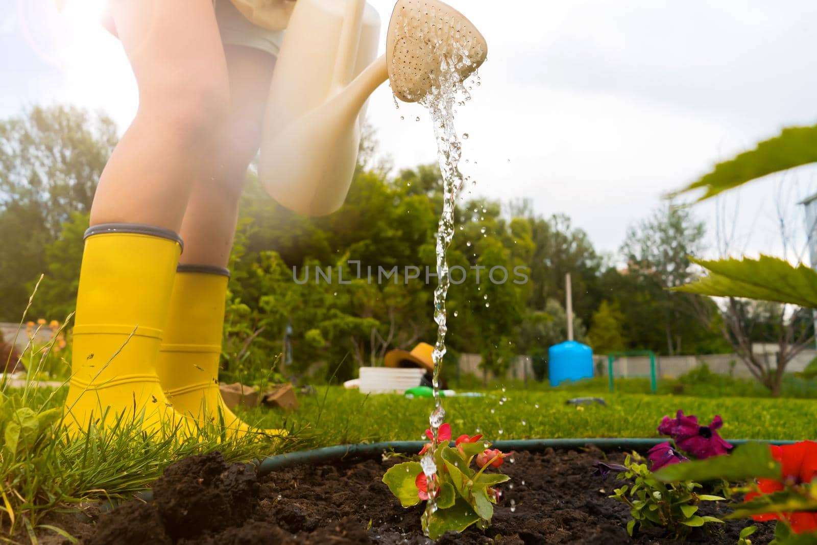 A closeup of a young girl in rubber boots is going to water plants in her beautiful summer garden. A professional woman gardener with watering can is irrigating her lawn