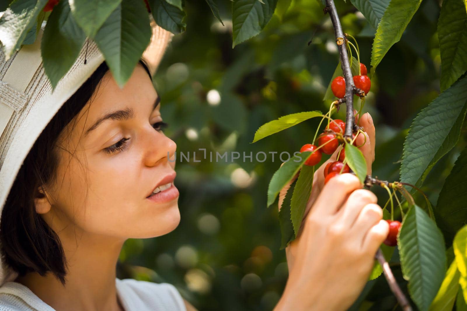 A young girl in a hat holds a branch with juicy ripe red cherry fruits in the garden on a sunny summer day, the woman is harvesting.