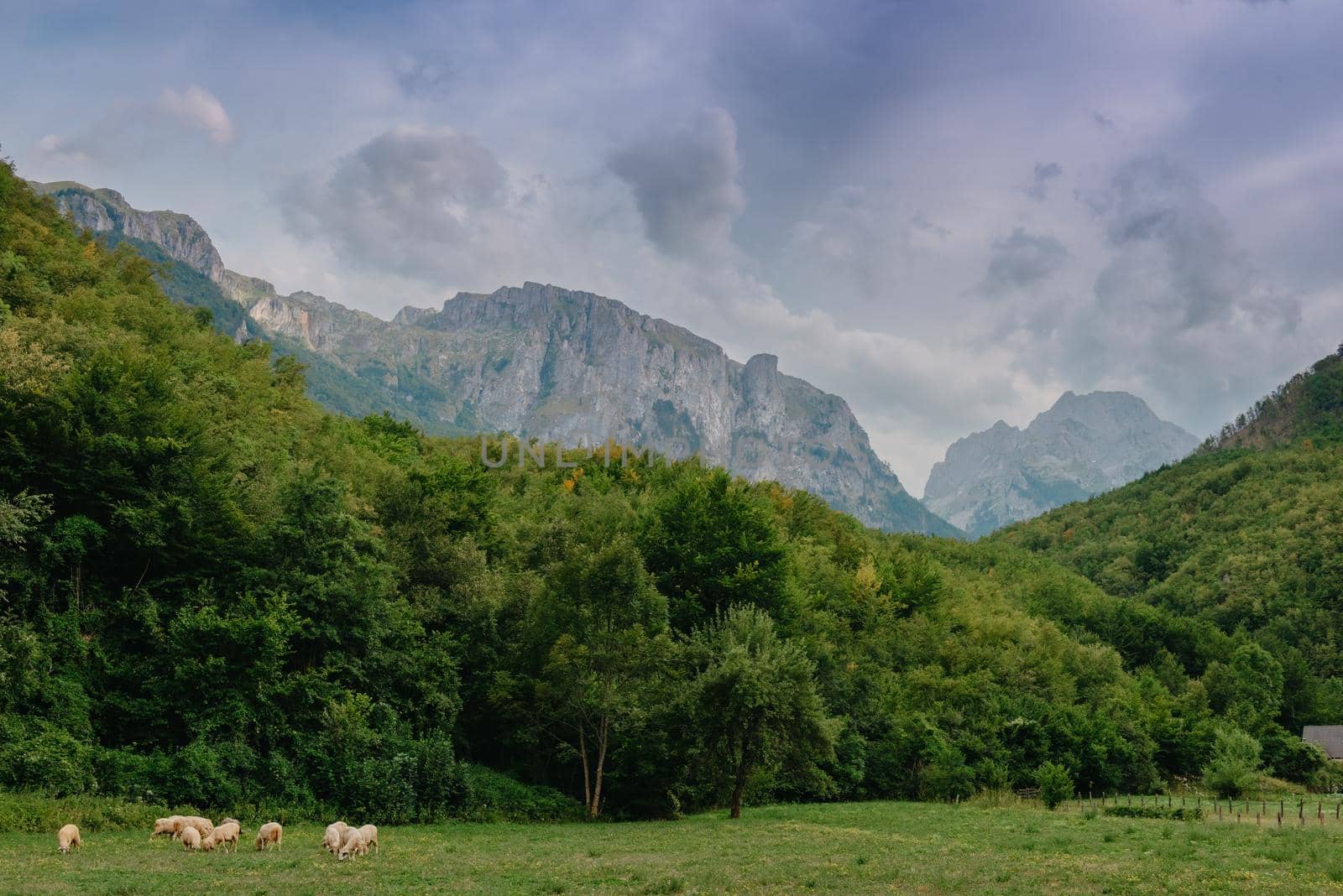 Mountain landscape with grazing sheeps at sunset by Andrii_Ko