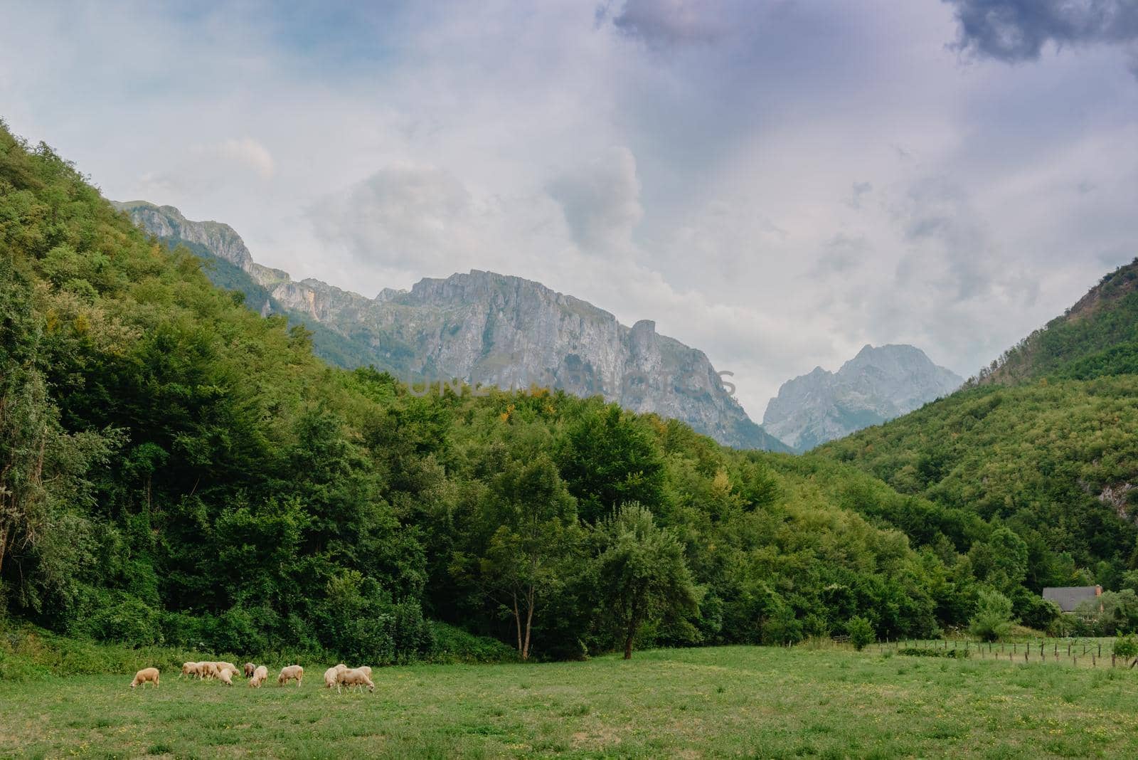 Mountain landscape with grazing sheeps at sunset by Andrii_Ko