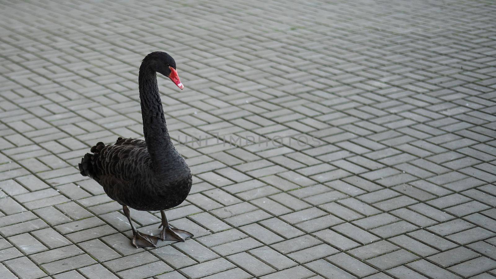 A black swan walks along the sidewalk. by mrwed54